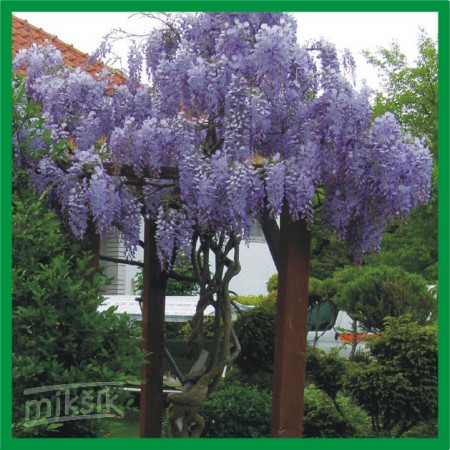 Wisteria chinensis - vistéria čínska
